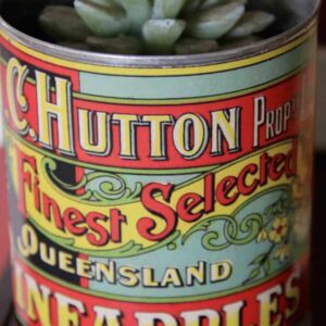 Hutton QLD Pineapples